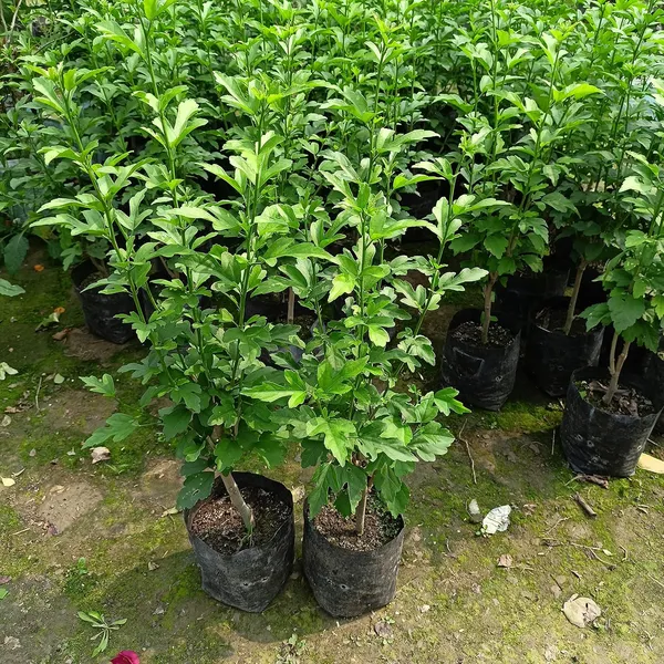Blue_Hibicus_Flower_Plant_Hybrid_Gudhal_Tree_17_Inch