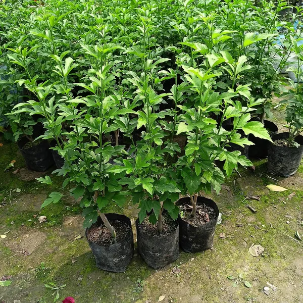 Blue_Hibicus_Flower_Plant_Hybrid_Gudhal_Tree_17_Inch
