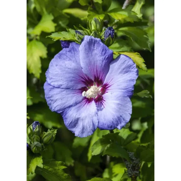 Blue_Hibicus_Flower_Plant_Hybrid_Gudhal_Tree_17_Inch