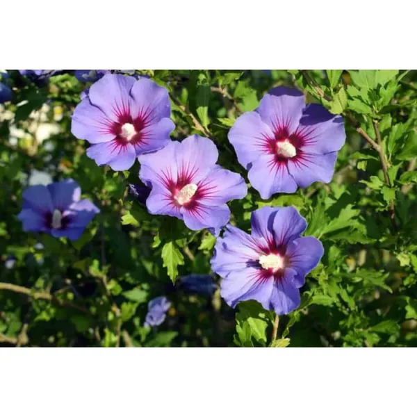 Blue_Hibicus_Flower_Plant_Hybrid_Gudhal_Tree_17_Inch