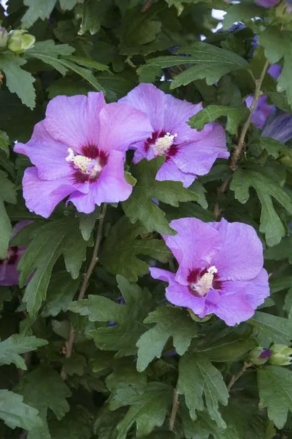 Blue_Hibicus_Flower_Plant_Hybrid_Gudhal_Tree_17_Inch