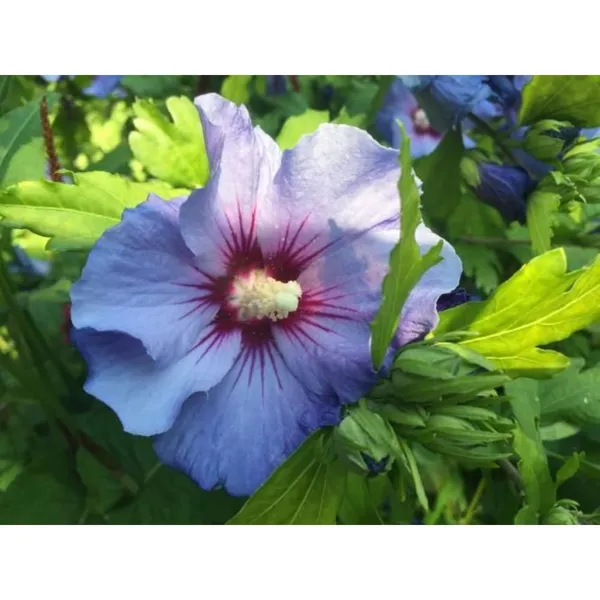 Blue_Hibicus_Flower_Plant_Hybrid_Gudhal_Tree_17_Inch