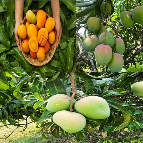 Badami_Mango_Tree_Plant_Height_1.5-2_Feet_Rare_Mango_Fruit_Plant_Grafted_Plant_For_Home_Garden