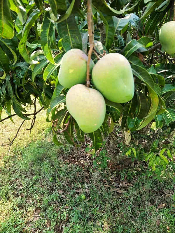 Badami_Mango_Tree_Plant_Height_1.5-2_Feet_Rare_Mango_Fruit_Plant_Grafted_Plant_For_Home_Garden