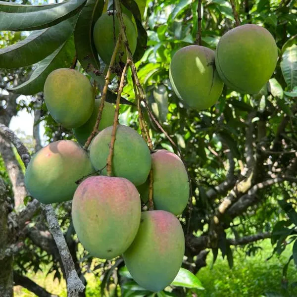 Badami_Mango_Tree_Plant_Height_1.5-2_Feet_Rare_Mango_Fruit_Plant_Grafted_Plant_For_Home_Garden