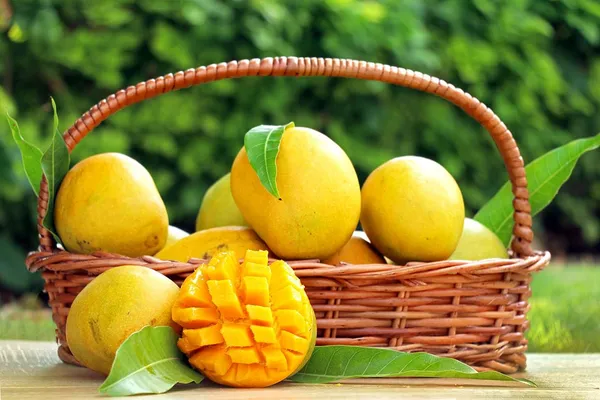 Badami_Mango_Tree_Plant_Height_1.5-2_Feet_Rare_Mango_Fruit_Plant_Grafted_Plant_For_Home_Garden