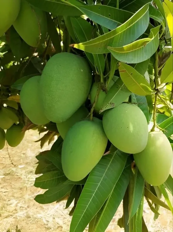 Banganapalli_Mango_Tree_Hybrid_(Height-1.5-2_Feet)_Amba_Plant_Hybrid_Mango_plant_King_Of_Fruits_Healthy_Plant_For_Home_Garden