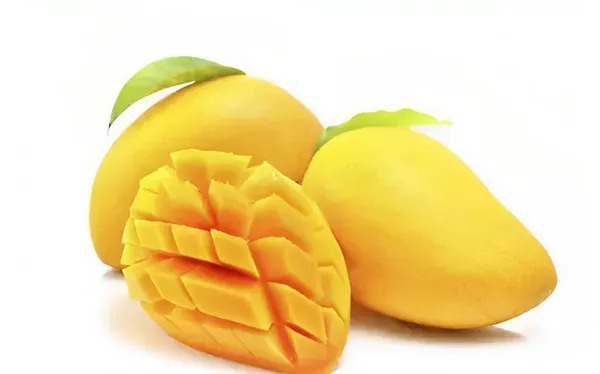 Banganapalli_Mango_Tree_Hybrid_(Height-1.5-2_Feet)_Amba_Plant_Hybrid_Mango_plant_King_Of_Fruits_Healthy_Plant_For_Home_Garden