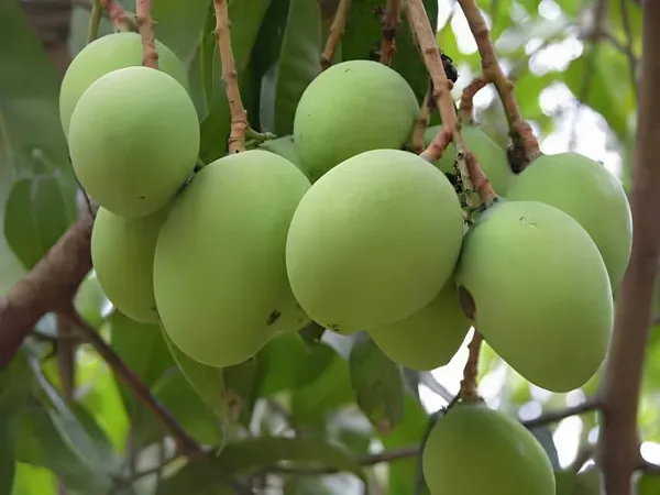Banganapalli_Mango_Tree_Hybrid_(Height-1.5-2_Feet)_Amba_Plant_Hybrid_Mango_plant_King_Of_Fruits_Healthy_Plant_For_Home_Garden