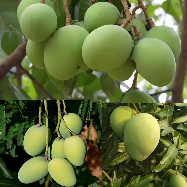 Banganapalli_Mango_Tree_Hybrid_(Height-1.5-2_Feet)_Amba_Plant_Hybrid_Mango_plant_King_Of_Fruits_Healthy_Plant_For_Home_Garden