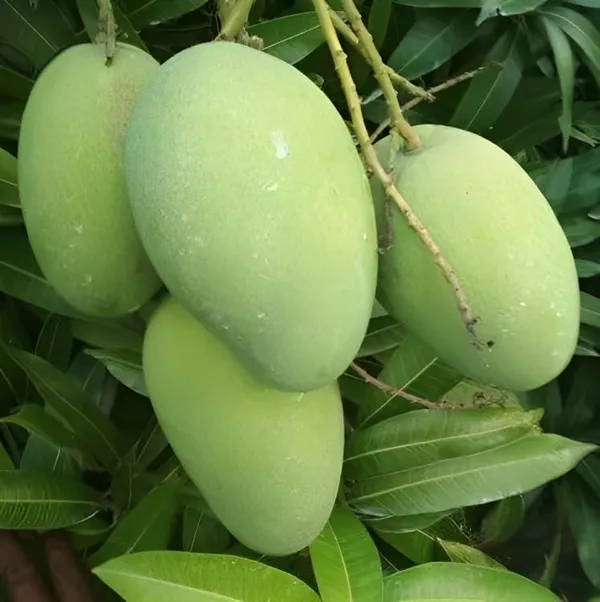 Banganapalli_Mango_Tree_Hybrid_(Height-1.5-2_Feet)_Amba_Plant_Hybrid_Mango_plant_King_Of_Fruits_Healthy_Plant_For_Home_Garden