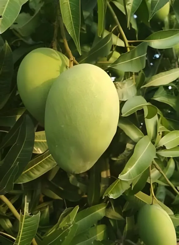 Banganapalli_Mango_Tree_Hybrid_(Height-1.5-2_Feet)_Amba_Plant_Hybrid_Mango_plant_King_Of_Fruits_Healthy_Plant_For_Home_Garden
