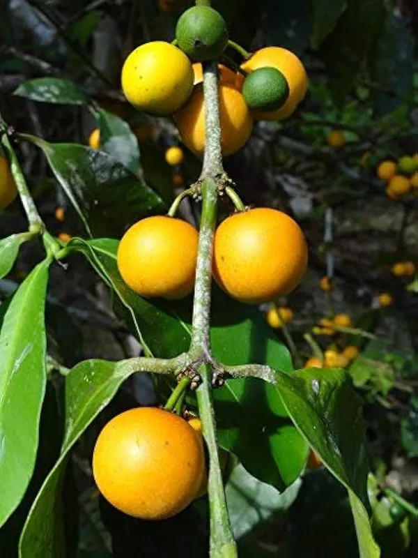 Baraba_Fruit_Sweet_Lemon_Drop_Mangosteen_Garcinia_Intermedia_Garden_Plant_Live_Plant_For_Home_Garden_1.5-3Feet_Height