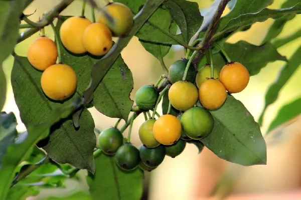 Baraba_Fruit_Sweet_Lemon_Drop_Mangosteen_Garcinia_Intermedia_Garden_Plant_Live_Plant_For_Home_Garden_1.5-3Feet_Height
