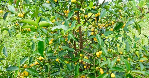Baraba_Fruit_Sweet_Lemon_Drop_Mangosteen_Garcinia_Intermedia_Garden_Plant_Live_Plant_For_Home_Garden_1.5-3Feet_Height
