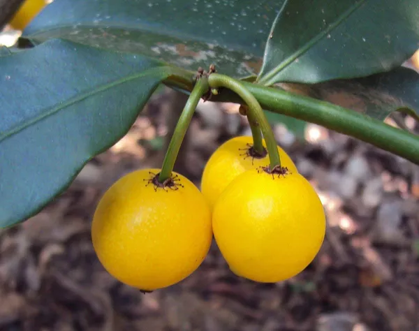 Baraba_Fruit_Sweet_Lemon_Drop_Mangosteen_Garcinia_Intermedia_Garden_Plant_Live_Plant_For_Home_Garden_1.5-3Feet_Height