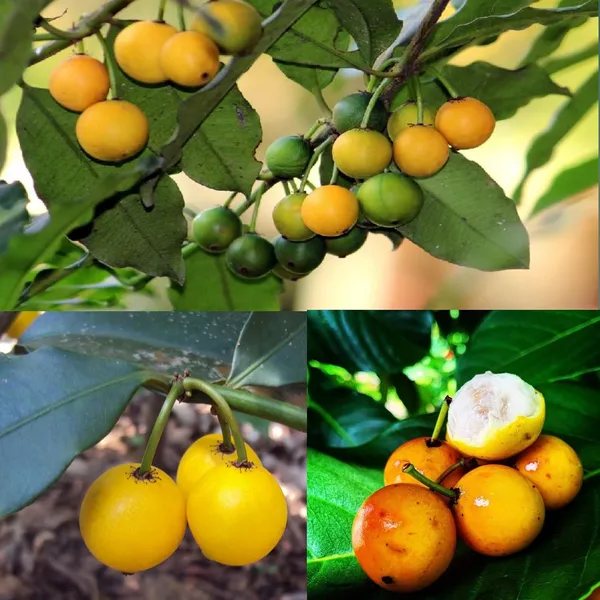 Baraba_Fruit_Sweet_Lemon_Drop_Mangosteen_Garcinia_Intermedia_Garden_Plant_Live_Plant_For_Home_Garden_1.5-3Feet_Height