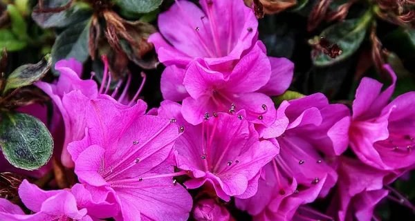 Barber'S_Purple_Azalea_Flower_Height_1.5-3_Feet_Flower_After_1-2_Years_Beautiful_Azalea_Plant_Live_For_Home_Gardening,_Shrub,_Bush_Azalea_Flower_Tree