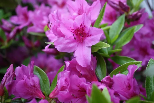 Barber'S_Purple_Azalea_Flower_Height_1.5-3_Feet_Flower_After_1-2_Years_Beautiful_Azalea_Plant_Live_For_Home_Gardening,_Shrub,_Bush_Azalea_Flower_Tree