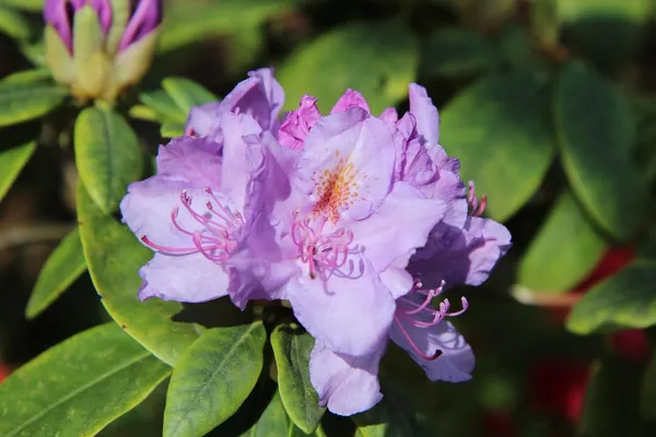 Barber'S_Purple_Azalea_Flower_Height_1.5-3_Feet_Flower_After_1-2_Years_Beautiful_Azalea_Plant_Live_For_Home_Gardening,_Shrub,_Bush_Azalea_Flower_Tree