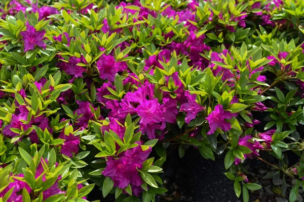 Barber'S_Purple_Azalea_Flower_Height_1.5-3_Feet_Flower_After_1-2_Years_Beautiful_Azalea_Plant_Live_For_Home_Gardening,_Shrub,_Bush_Azalea_Flower_Tree