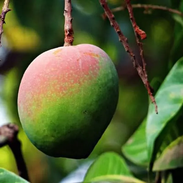 Rare_Beverly_Mango_Plant_Fruit_After_1-2_Years1_Healthy_Grafted_Live_Plant_1.5-2_Feet_Height