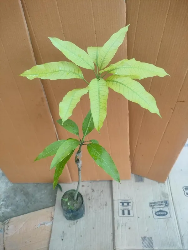 Rare_Beverly_Mango_Plant_Fruit_After_1-2_Years1_Healthy_Grafted_Live_Plant_1.5-2_Feet_Height