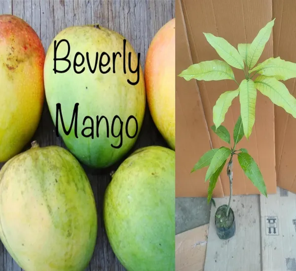 Rare_Beverly_Mango_Plant_Fruit_After_1-2_Years1_Healthy_Grafted_Live_Plant_1.5-2_Feet_Height