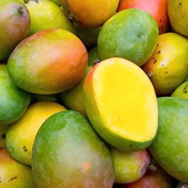 Rare_Beverly_Mango_Plant_Fruit_After_1-2_Years1_Healthy_Grafted_Live_Plant_1.5-2_Feet_Height