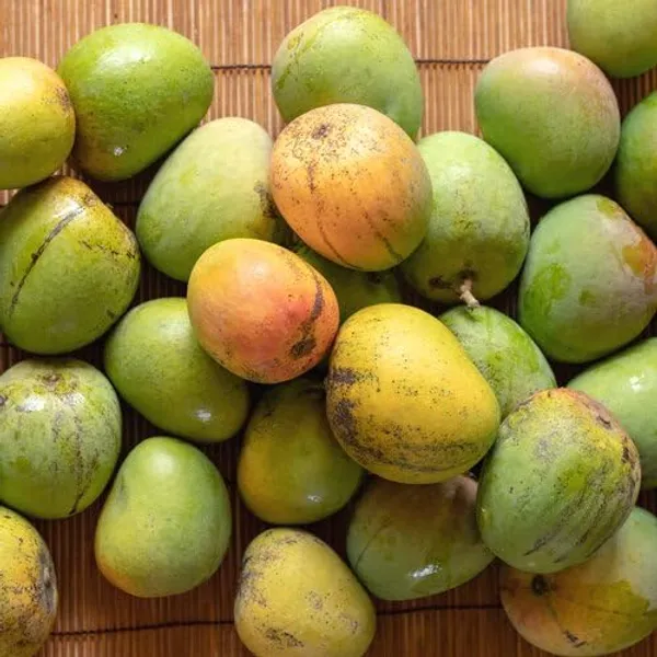 Rare_Beverly_Mango_Plant_Fruit_After_1-2_Years1_Healthy_Grafted_Live_Plant_1.5-2_Feet_Height