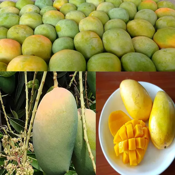 Bhagalpuri_Mango_Tree_Hybrid_Original_Desi_Delicious_Huge_Productivity_Rare_Mango_Fruit_Grafted_Plant_For_Home_Garden