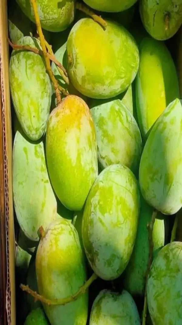 Bhagalpuri_Mango_Tree_Hybrid_Original_Desi_Delicious_Huge_Productivity_Rare_Mango_Fruit_Grafted_Plant_For_Home_Garden