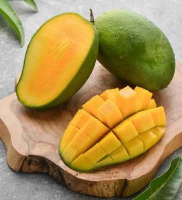 Bhagalpuri_Mango_Tree_Hybrid_Original_Desi_Delicious_Huge_Productivity_Rare_Mango_Fruit_Grafted_Plant_For_Home_Garden