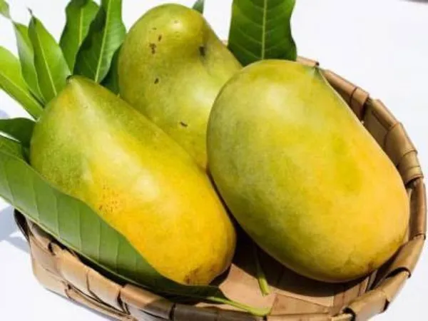 Bhagalpuri_Mango_Tree_Hybrid_Original_Desi_Delicious_Huge_Productivity_Rare_Mango_Fruit_Grafted_Plant_For_Home_Garden