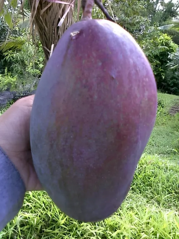 Indonesia_Black_Stone_Mango_Grafted_Plant_(Height_2-2.5_Feet)_Hybrid_(Fruit_After_1.5-2_Years)_Plant_For_Home_Garden_Black_Mango_Tree