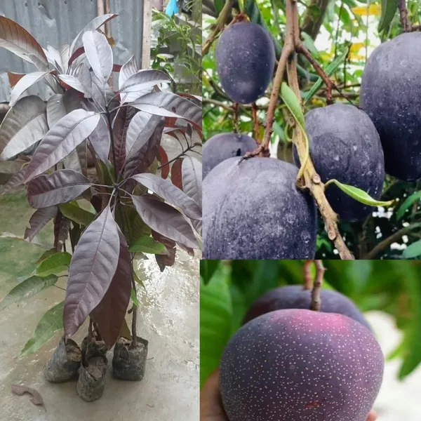 Indonesia_Black_Stone_Mango_Grafted_Plant_(Height_2-2.5_Feet)_Hybrid_(Fruit_After_1.5-2_Years)_Plant_For_Home_Garden_Black_Mango_Tree