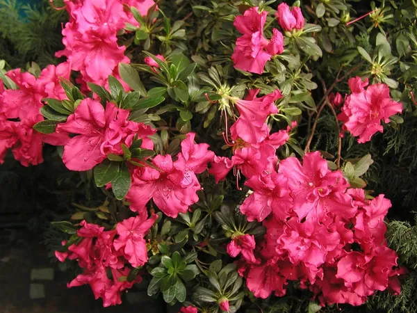 Bloom-A-Thon_Red_Azalea_Flower_Height_1.5-3_Feet_Flower_After_1-2_Years_Beautiful_Azalea_Plant_Live_For_Home_Gardening,_Shrub,_Bush_Azalea_Flower_Tree