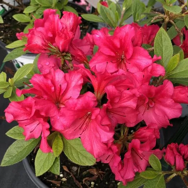 Bloom-A-Thon_Red_Azalea_Flower_Height_1.5-3_Feet_Flower_After_1-2_Years_Beautiful_Azalea_Plant_Live_For_Home_Gardening,_Shrub,_Bush_Azalea_Flower_Tree