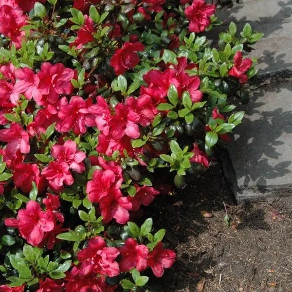 Bloom-A-Thon_Red_Azalea_Flower_Height_1.5-3_Feet_Flower_After_1-2_Years_Beautiful_Azalea_Plant_Live_For_Home_Gardening,_Shrub,_Bush_Azalea_Flower_Tree