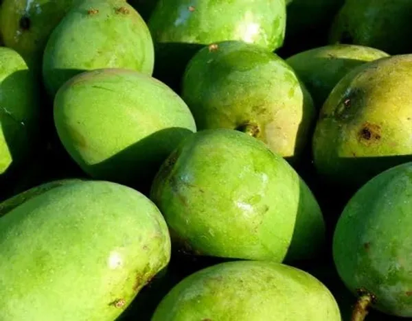 Bombay_Green_Mango_Plant_Grafted_Variety_1_Fruit_Live_Plants_(Hybrid,_1.5-2_Feet_Size)
