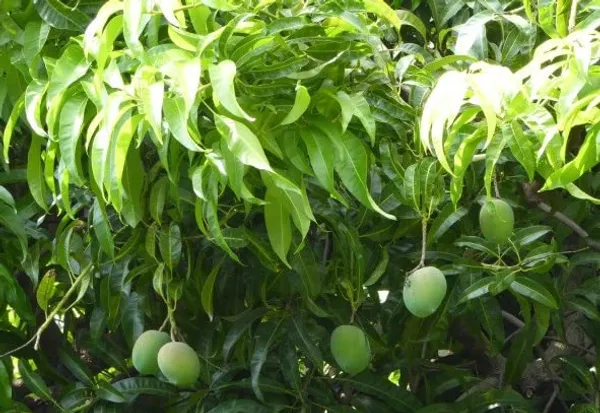 Bombay_Green_Mango_Plant_Grafted_Variety_1_Fruit_Live_Plants_(Hybrid,_1.5-2_Feet_Size)