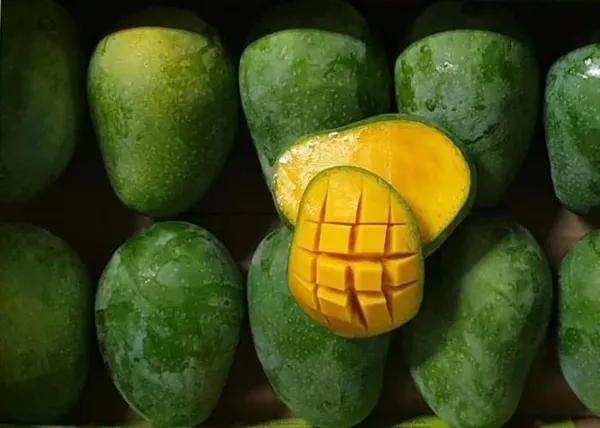 Bombay_Green_Mango_Plant_Grafted_Variety_1_Fruit_Live_Plants_(Hybrid,_1.5-2_Feet_Size)