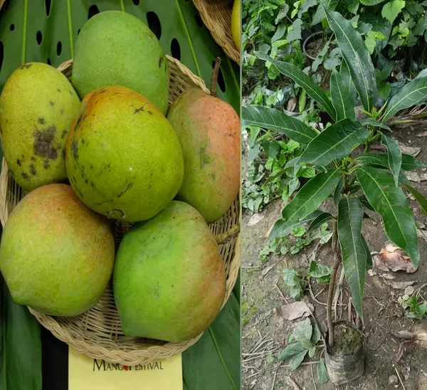 Bombay_Green_Mango_Plant_Grafted_Variety_1_Fruit_Live_Plants_(Hybrid,_1.5-2_Feet_Size)