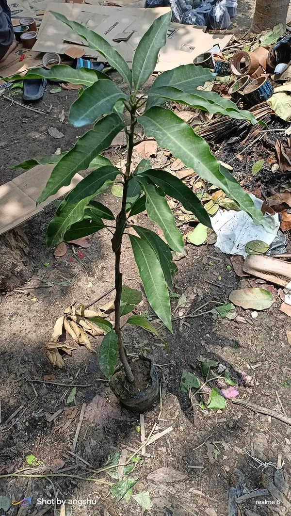 Bombay_Green_Mango_Plant_Grafted_Variety_1_Fruit_Live_Plants_(Hybrid,_1.5-2_Feet_Size)