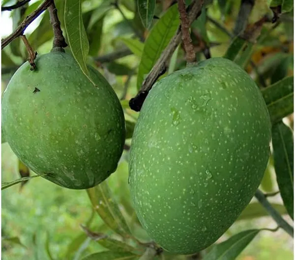 Nursery_Bombay_Green_Mango_Plant_(Grafted_Plant_Height_1.5-2_Feet)_Hybrid_1_Healthy_Live_Frout_Plant_For_Home_Garden_Fruit_After_2-3_Years_Aam_King_Of_Fruits_Live_Amba_Fruit_Tree