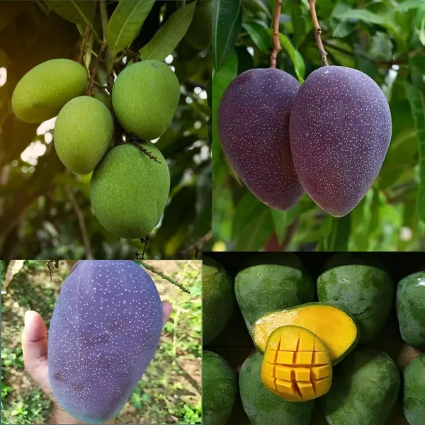 Combo_2Black_Stone_Mango_+_Bombay_Green_Hybrid_Mango_Plant_Height_1.5-2_Grafted_Mango_Trre_King_Of_FruitsHealthy_Live_Fruit_Plant_For_Home_Garden