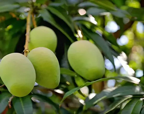 Combo_2Black_Stone_Mango_+_Bombay_Green_Hybrid_Mango_Plant_Height_1.5-2_Grafted_Mango_Trre_King_Of_FruitsHealthy_Live_Fruit_Plant_For_Home_Garden