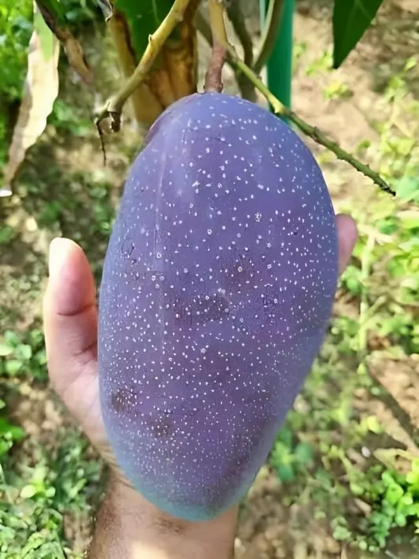 Combo_2Black_Stone_Mango_+_Bombay_Green_Hybrid_Mango_Plant_Height_1.5-2_Grafted_Mango_Trre_King_Of_FruitsHealthy_Live_Fruit_Plant_For_Home_Garden