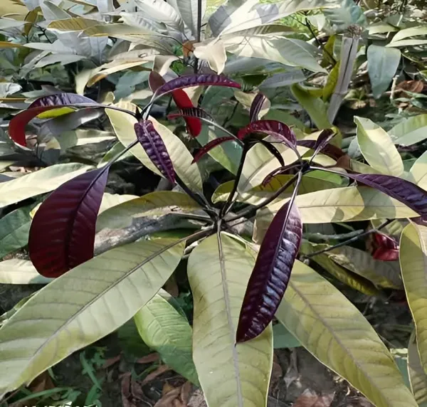 Combo_2Black_Stone_Mango_+_Bombay_Green_Hybrid_Mango_Plant_Height_1.5-2_Grafted_Mango_Trre_King_Of_FruitsHealthy_Live_Fruit_Plant_For_Home_Garden
