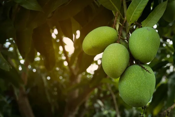 Combo_2Black_Stone_Mango_+_Bombay_Green_Hybrid_Mango_Plant_Height_1.5-2_Grafted_Mango_Trre_King_Of_FruitsHealthy_Live_Fruit_Plant_For_Home_Garden
